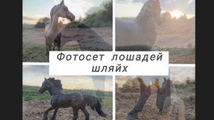 Фотосет лошадей шляйх ✨