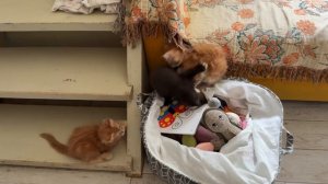 Соболь купается и играет с котятами и собакой