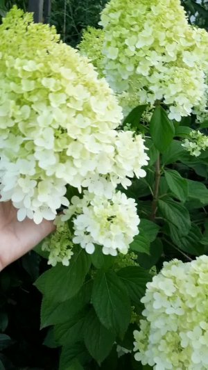Зацветают гортензии, самое волшебное время в саду, обзор на 4х сотках