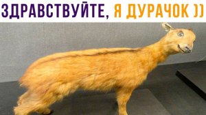 ЗДРАВСТВУЙТЕ, Я ДУРАЧОК))) Приколы