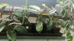 Коллекционные комнатные растения! Вот это, да! Восторг! 🪴🌵🌿