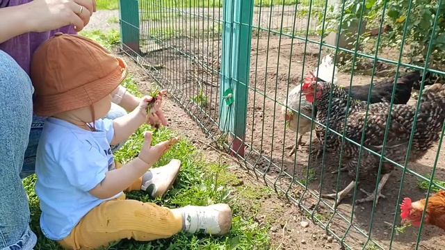Как мы с младшим внуком курочек у соседей кормили .. смотреть онлайн