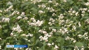 На Ставрополье наращивают производство гречихи
