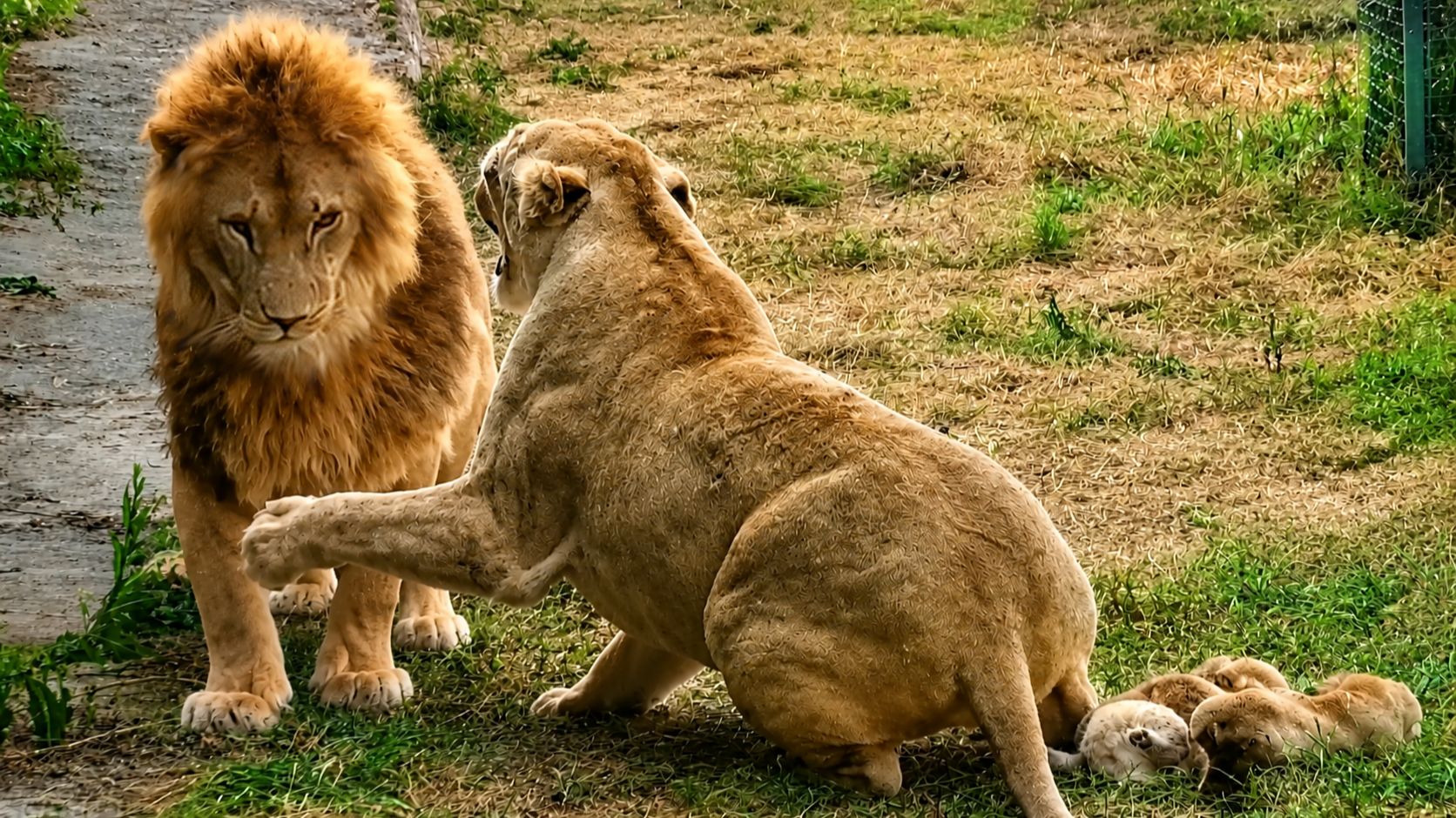 УКУСИЛ львицу, кормящую львят! Нала ВСЕ СКАЗАЛА гулящему Симбе! Симба в шоке спрятался за кустами! смотреть онлайн