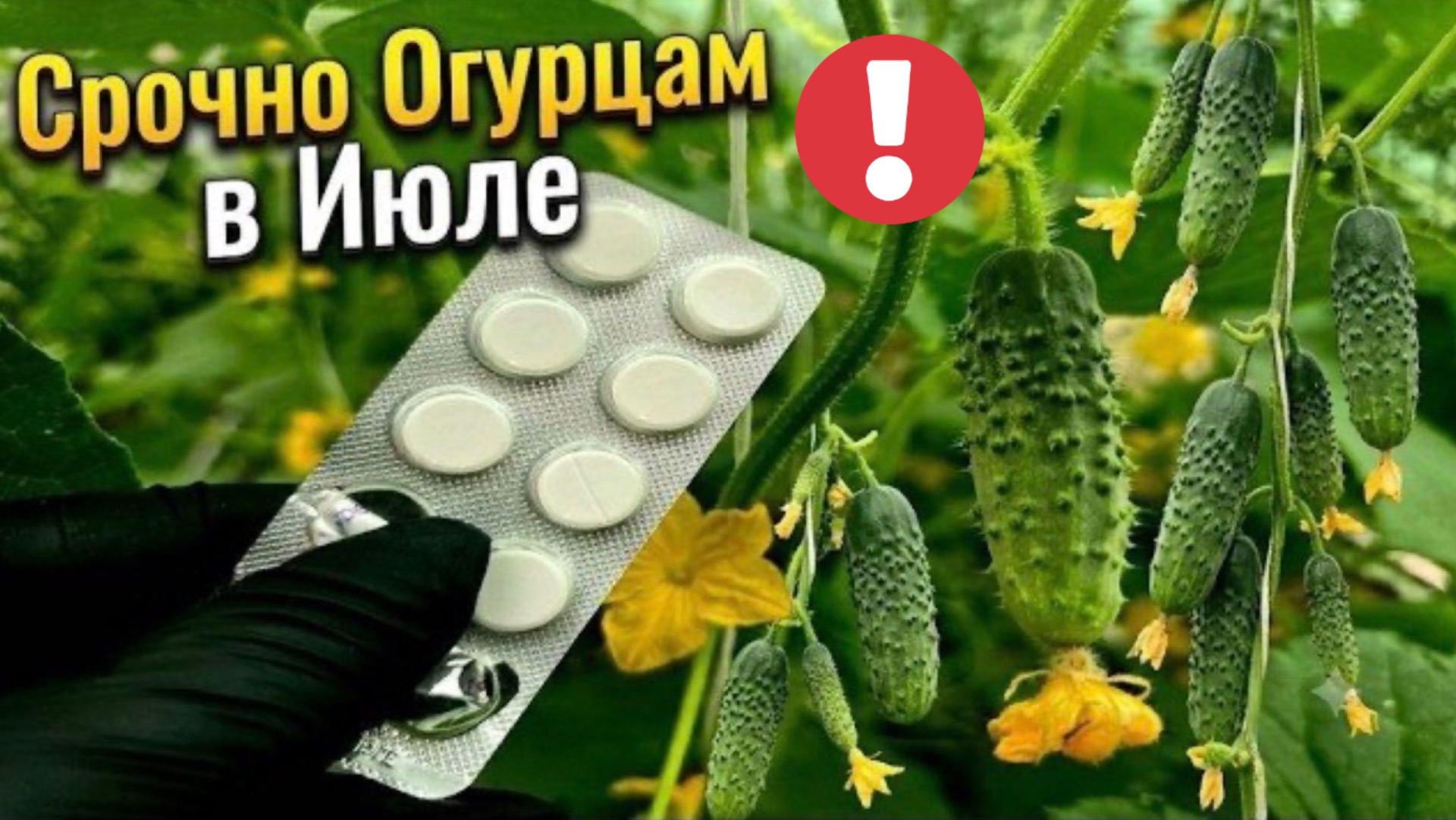 Таблетка на ИЮЛЕ и Огурцов нарастает тонна! Даже чахлые огурцы позеленеют и оживут! смотреть онлайн