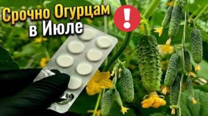 Таблетка на ИЮЛЕ и Огурцов нарастает тонна! Даже чахлые огурцы позеленеют и оживут!