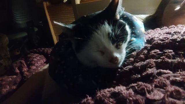 Котик Пуша пришел мурчать через неделю после установки искусств мочеточников. 2025. Петербург