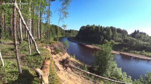 Поход за морошкой. Чуть не сломал шею собаке. Здравствуй избушка! 1 серия