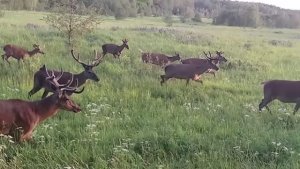 олени в середине лета