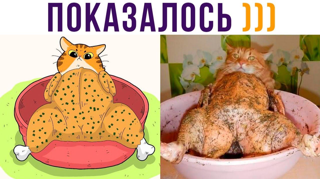 ПОКАЗАЛОСЬ?))) Приколы с котами смотреть онлайн