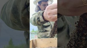 Пересадка Роя из ловушки
