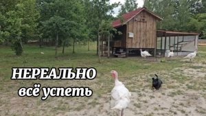 На хуторе НЕРЕАЛЬНО всё успеть. СТРОИМ не только планы. Ужалил шершень. Какие ПОСЛЕДСТВИЯ?