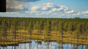 Звук природы: нежные трели коноплянки под аккомпанемент лягушек