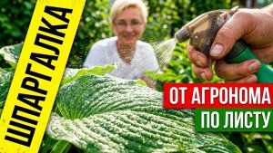 Подкормка по листу: шпаргалка от агронома — какие элементы, когда и зачем.