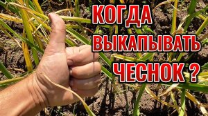 Когда выкапывать ЧЕСНОК озимый, самые точные знаки для всех регионов