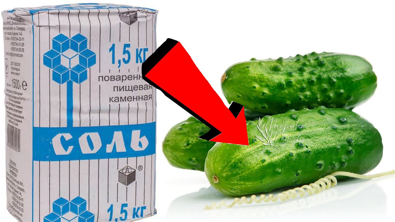 СОДА   спасатель вашего огорода! Пищевая сода   подкормка для огурцов, томатов и других растений