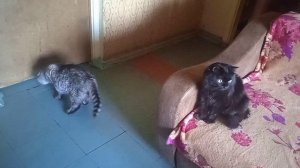 Мотя обнюхивает место, где стоял Симба! Знакомятся!  VID_20260627_145210