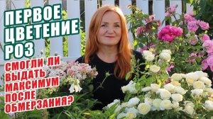 КАКИЕ СОРТА РОЗ ПОСАДИТЬ. ЧЕСТНЫЙ ОБЗОР НОВИНОК. ЦВЕТЕНИЕ САДА РОЗ. ЗАЩИТА ОТ СОЛНЦА. РОЗЫ В САДУ