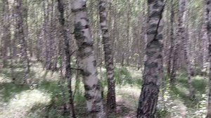 Сыры Грибы и трава