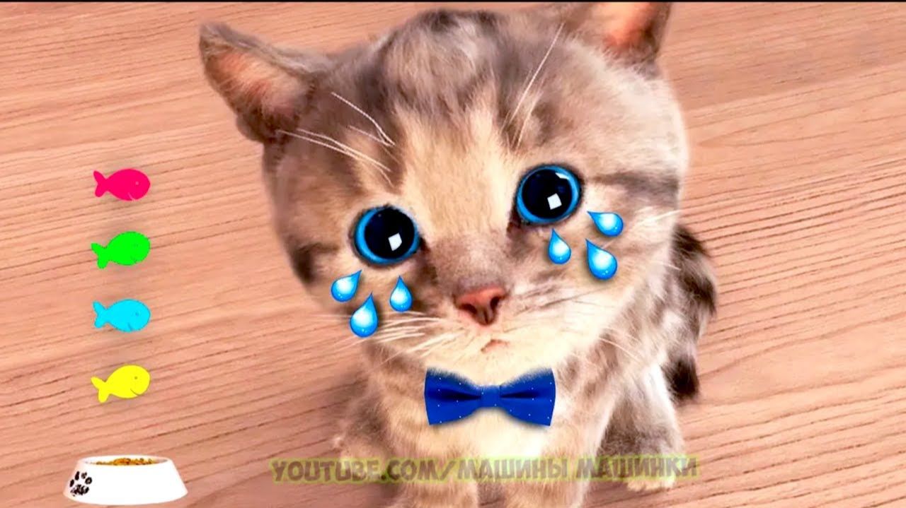Лучшие эпизоды Little Kitten A