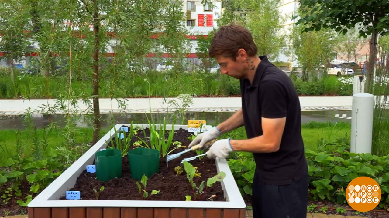 Сажаем, поливаем, настроение поднимаем! Доброе утро. Суббота. Фрагмент выпуска от 18.07.2026 смотреть онлайн