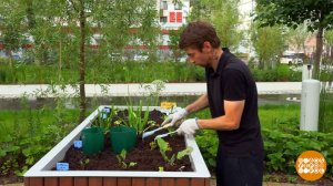 Сажаем, поливаем, настроение поднимаем! Доброе утро. Суббота. Фрагмент выпуска от 18.07.2026