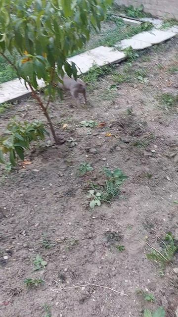 Наш сад-огород🌷🌺🌺🍅🍅🍅🥒🥒🥒
