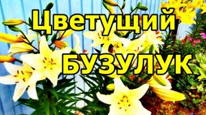 МАГИЯ ЦВЕТОВ ПОД БУЗУЛУКСКИМ НЕБОМ! ЛЕТО В БУЗУЛУКЕ. ПРИУСАДЕБНЫЙ УЧАСТОК МАМЫ МУЖА. ИЮЛЬ 2026.