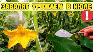 Огурцы завалят урожаем в ИЮЛЕ! Смотри что я придумал
