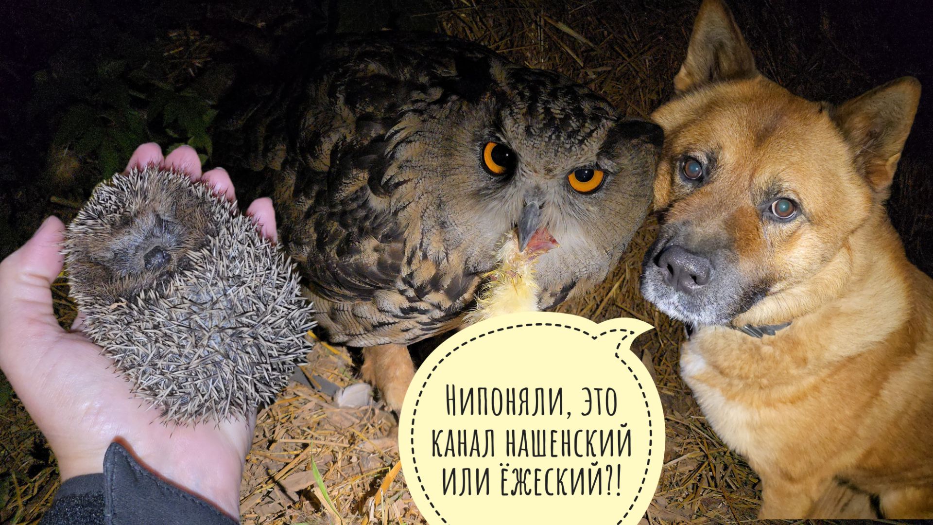 Ежиный дол: обзор всех встречных ёжиков на участке. Сова Ёль ямочку продолжает копать смотреть онлайн