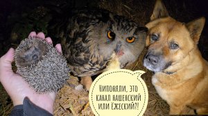 Ежиный дол: обзор всех встречных ёжиков на участке. Сова Ёль ямочку продолжает копать