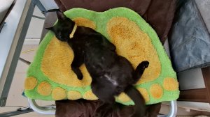 Чёрные коты в июле: солнце, молочко, смородина и прогулка с пользой!