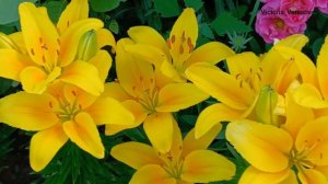 Лилии очень красивые цветы! 👍🌺🌺