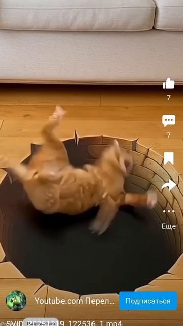 кот