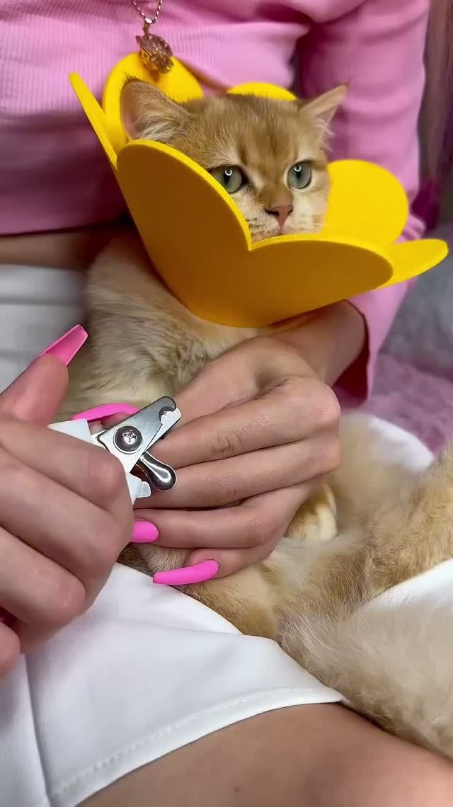 День УХОДА для моей кошки  #кошка #кошки