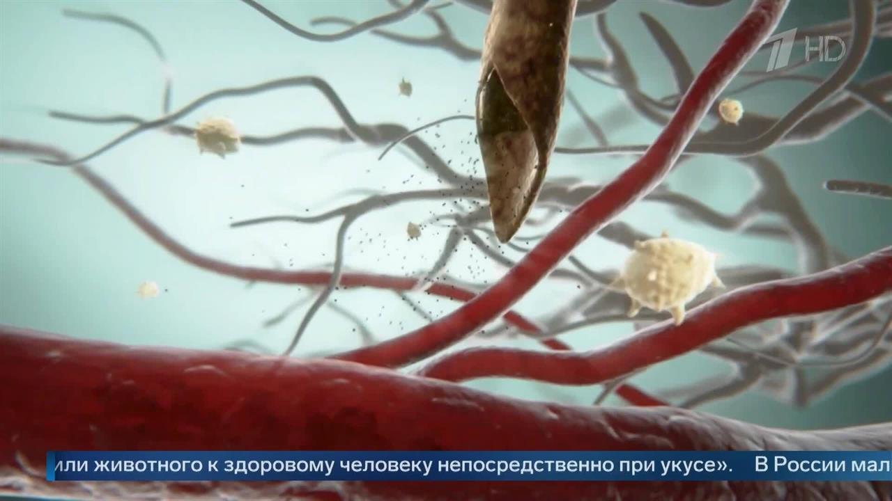 Не только малярия: биолог назвал заболевания, которые переносят комары. смотреть онлайн