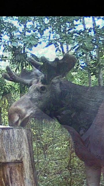 Capturing the beauty of the European forest in full daylight is always a special challenge. смотреть онлайн