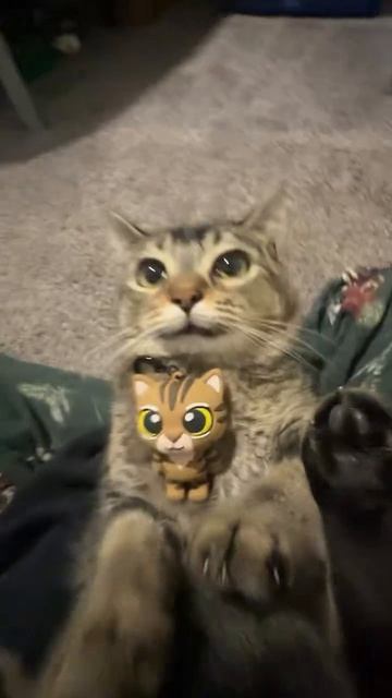 Коты шортс