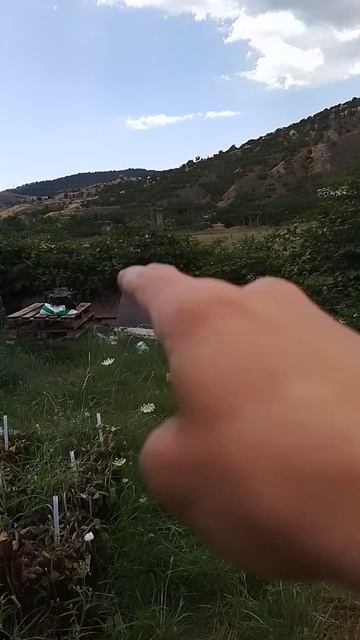 Сад и огород