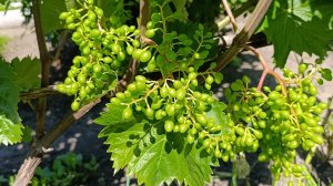 Важная обработка винограда до смыкания ягод 🍇🍇🍇