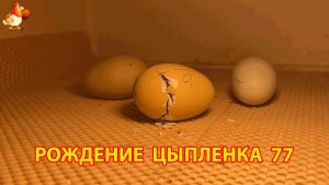 Вылупление цыпленка из яйца в инкубаторе версия 77