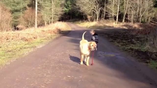 Когда ваша собака становится старшим братом      🐶👶