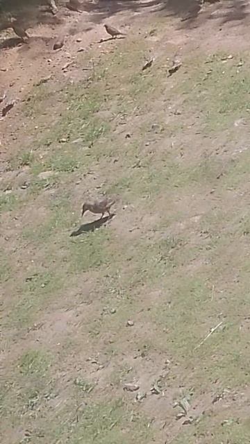 VID_20260718_132700