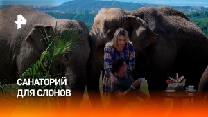Подопечные Росгосцирка проводят каникулы в санатории для слонов в Сочи