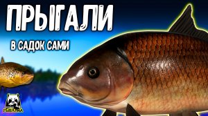 Эти рыбки сами просились в наш садок #рр4