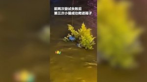 Котенка спасли с помощью дрона во время паводка в китайской провинции Цзилинь