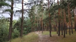 Испытание стремянкой и современное трудовое воспитание