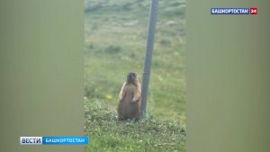 В Башкирии бесстрашный сурок-часовой попал на видео