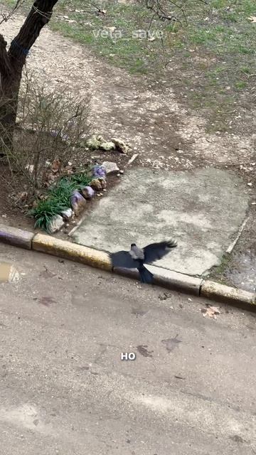 Порадовать хвостиков и поддержать мою деятельность можно по реквизитам в шапке профиля 🐾