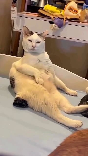 Коты и кошки смотреть онлайн